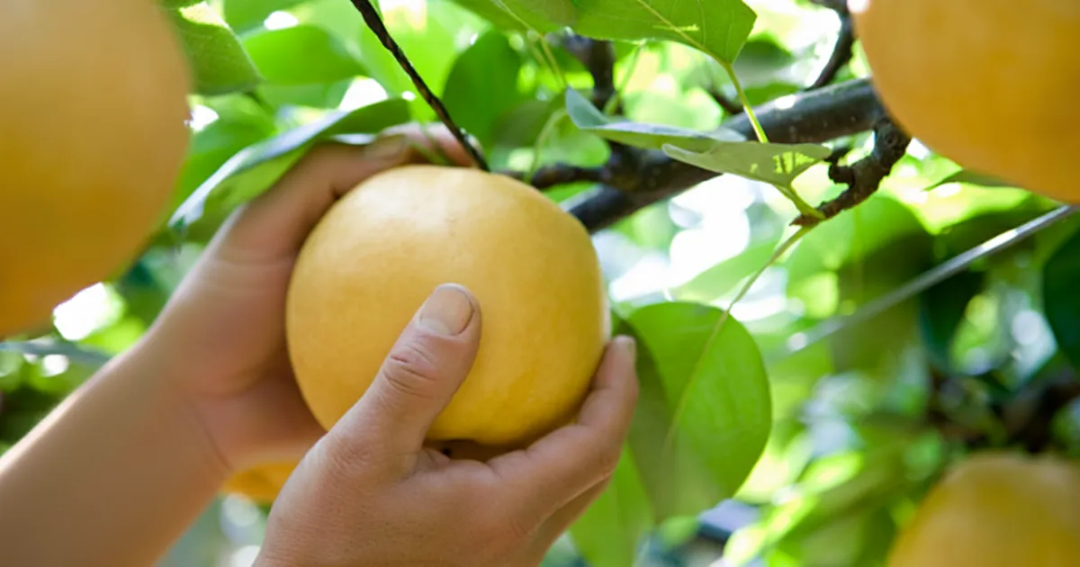 과일배 수확하는 농부의 손